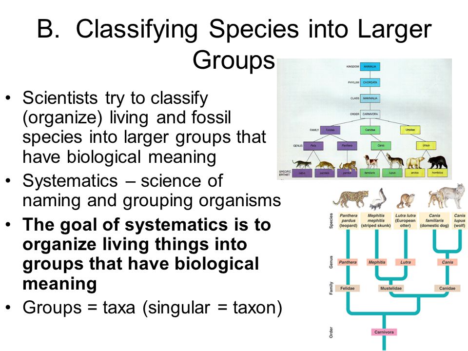 Why do scientists organize living things into groups?